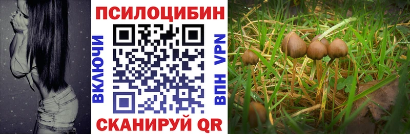 Псилоцибиновые грибы Cubensis  Севск 